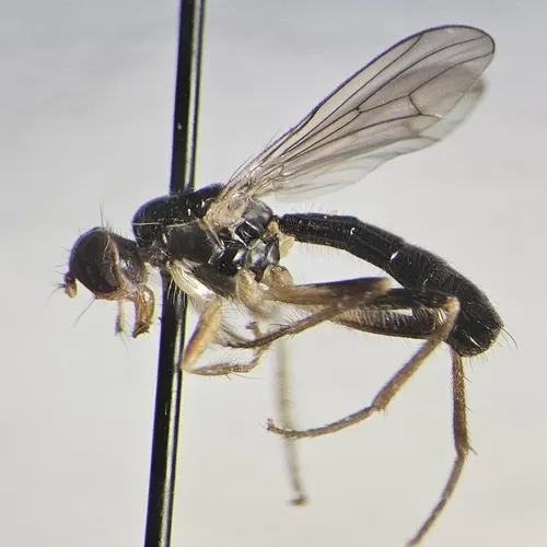 Cordilura pleuritica