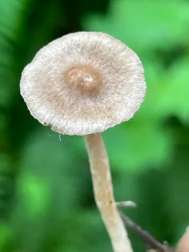 Inocybe minima
