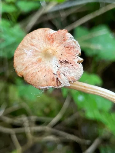 Inocybe armeniaca