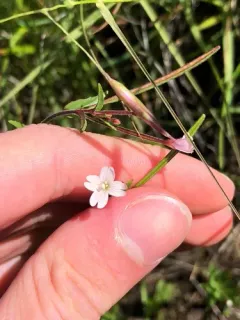 Hall's willowherb thumbnail 4