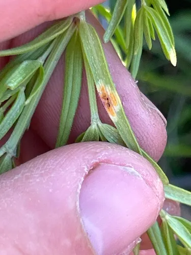 mint rust