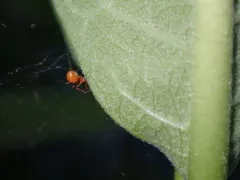 Black-tailed Red Sheetweaver thumbnail 2