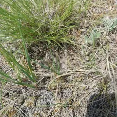Chestnut-collared Longspur thumbnail 3