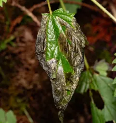Agromyza pseudoreptans thumbnail 3