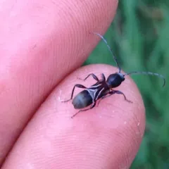 Ant-like Longhorn Beetle thumbnail 3