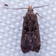 Orange-dotted Dichomeris Moth thumbnail 4