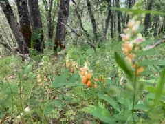 Sulphur pea thumbnail 4