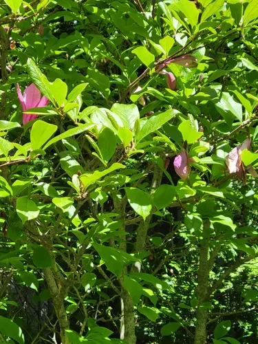 Lily Magnolia