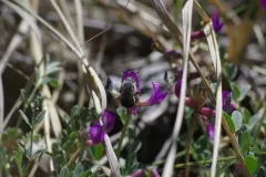 Anthophora ursina thumbnail 2
