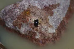 Saprinus lugens thumbnail 3