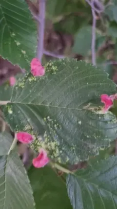 Elm Sack Gall Aphid thumbnail 2