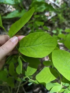 Puccinia hydnoidea thumbnail 2