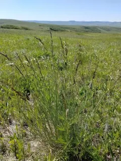 Big Rough Fescue thumbnail 3