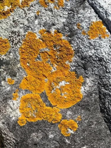 Seaside Sunburst Lichen