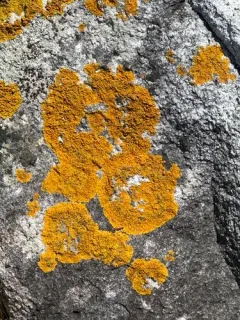 Seaside Sunburst Lichen thumbnail 1