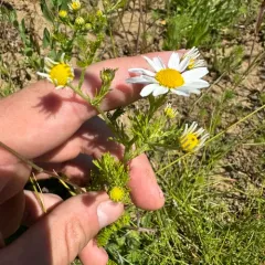 Stinking chamomile thumbnail 2