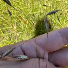 California oatgrass thumbnail 3