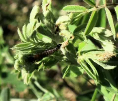 Anacampsis wikeri thumbnail 2