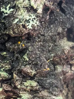 Eustilbum aureum thumbnail 3