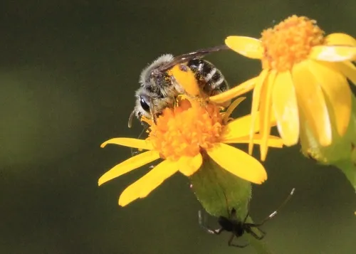 Andrena gardineri