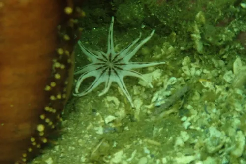 Twelve-tentacled Burrowing Anemone