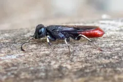 Orussus occidentalis thumbnail 3