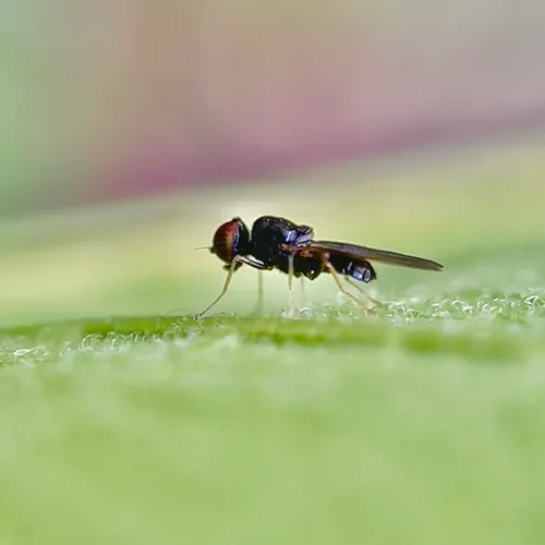 Pachygaster pulchra