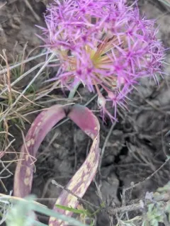 broadstemmed onion thumbnail 4