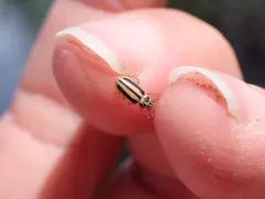 Episcopal Ladybird thumbnail 3