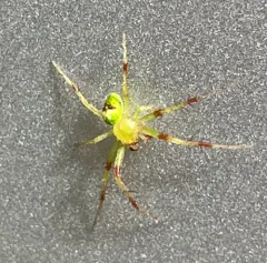 Araneus bonsallae thumbnail 4