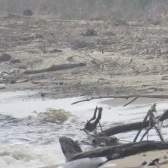 Ruddy Turnstone thumbnail 1