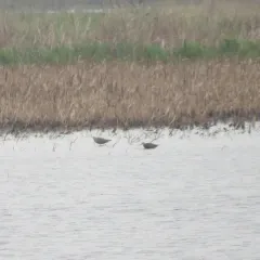 Hudsonian Godwit thumbnail 2