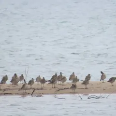 Hudsonian Whimbrel thumbnail 2
