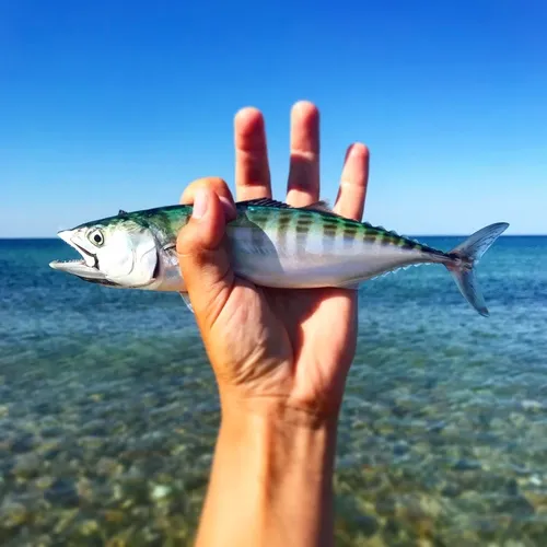 Atlantic Bonito