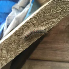 Spongy Moth thumbnail 5