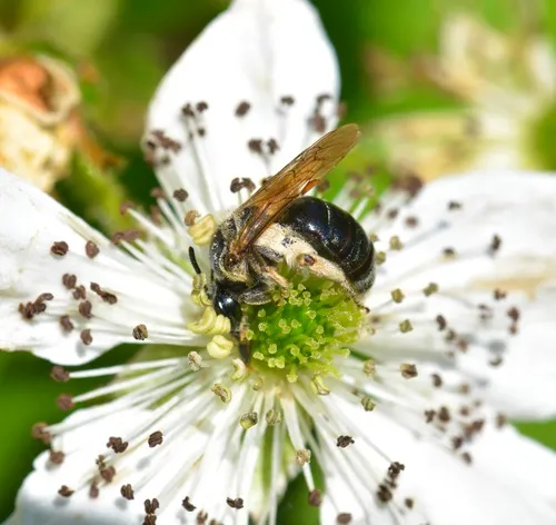 Nude Mining Bee