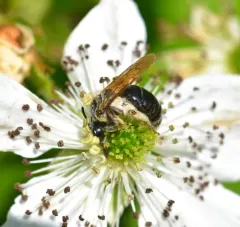 Nude Mining Bee thumbnail 1