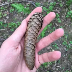 Norway spruce thumbnail 4