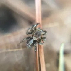 flea jumping spider thumbnail 3