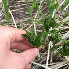 European swallow-wort thumbnail 4