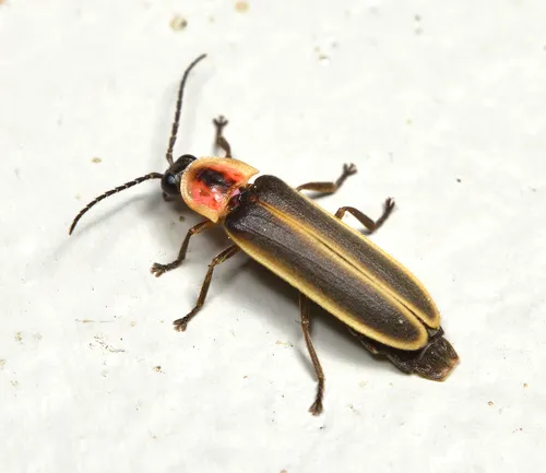 Ignited Firefly