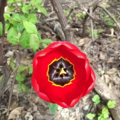 Garden Tulip thumbnail 2