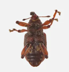 Purple Loosestrife Root Borer thumbnail 1