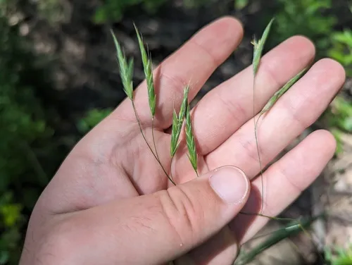 Nottoway Brome Grass