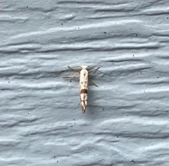 Arborvitae Leafminer thumbnail 4