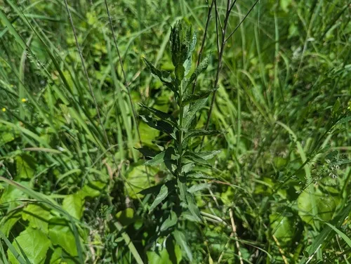 Great Plains false boneset