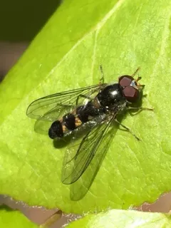 Variable Roundtail thumbnail 3
