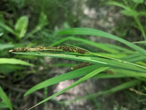 Short's sedge