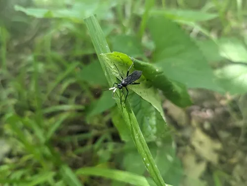 Megaplectes monticola