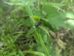 Megaplectes monticola thumbnail 1